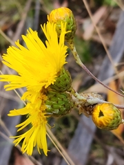 Podolepis hieracioides