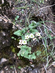Micranthes californica