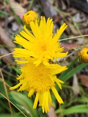 Podolepis hieracioides