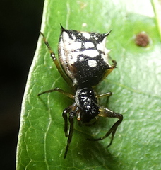 Micrathena picta
