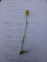 Tofieldia calyculata