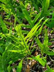 Onocleaceae