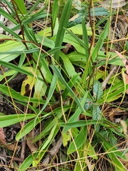 Podolepis hieracioides