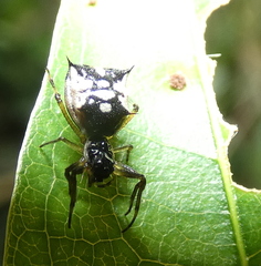 Micrathena picta