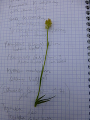 Tofieldia calyculata