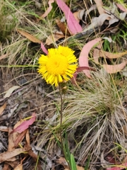 Podolepis hieracioides