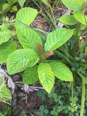Camptotheca acuminata
