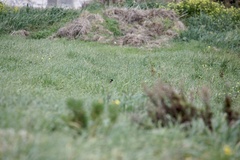 Francolinus francolinus