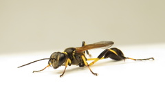 Sceliphron madraspatanum