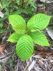 Camptotheca acuminata