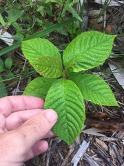 Camptotheca acuminata
