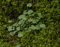 Cardamine hirsuta