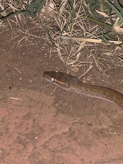Boaedon capensis