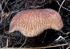 Tricholomopsis scabra