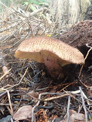Tricholomopsis scabra
