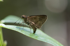 Psoralis stacara
