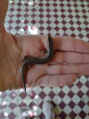 Aspronema dorsivittatum