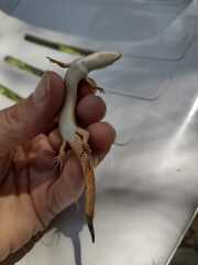 Aspronema dorsivittatum