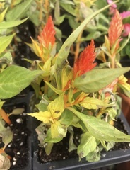 Celosia argentea plumosa