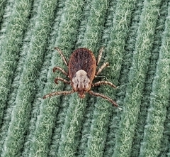 Dermacentor occidentalis