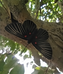 Melanis cephise