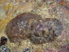 Geitodoris planata