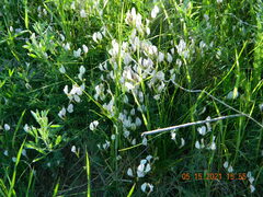 Astragalus ucrainicus