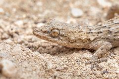 Mediodactylus orientalis
