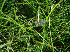 Isturgia murinaria