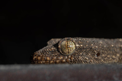 Mediodactylus orientalis