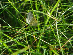 Isturgia murinaria