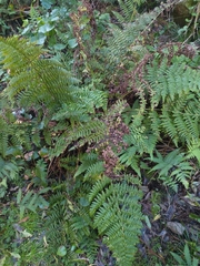 Dryopteris azorica