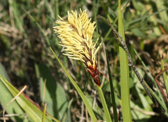 Carex geyeri