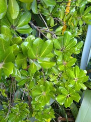 Planchonella costata