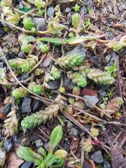 Sedum acre
