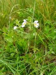Euphrasia officinalis