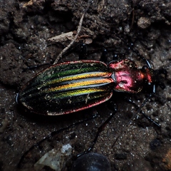 Carabus lineatus lateralis