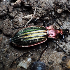 Carabus lineatus lateralis