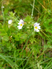 Euphrasia officinalis