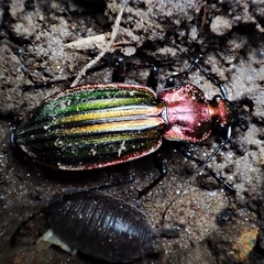 Carabus lineatus lateralis