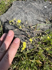 Tropidocarpum gracile