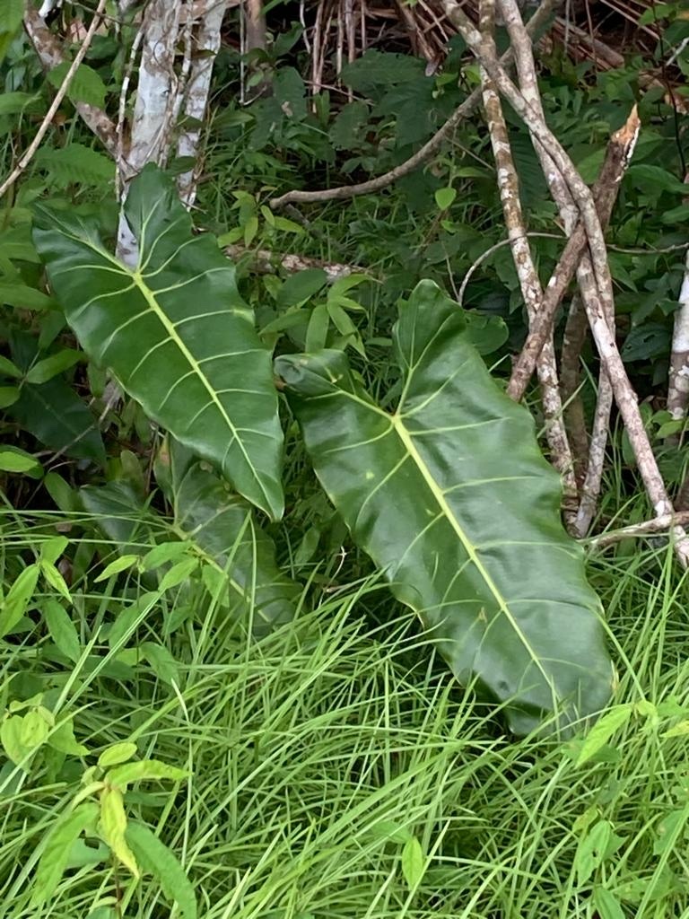 Philodendron maximum