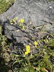 Tropidocarpum gracile