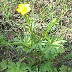 Ranunculus hispidus