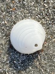 Divalinga quadrisulcata