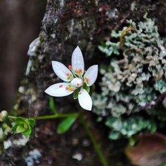 Micranthes clusii lepismigena