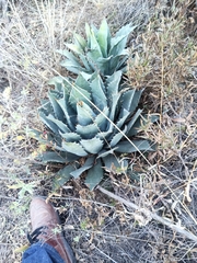 Agave guadalajarana
