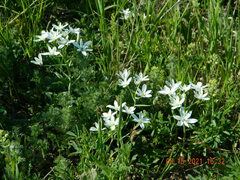 Ornithogalum orthophyllum