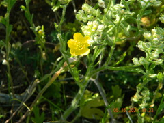 Ranunculus oxyspermus