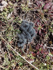 Thaumetopoea herculeana